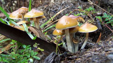 Magic mushrooms and the search for meaning: A journey of self-discovery